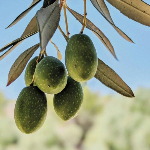 Pianta ulivo nocellara del - di,