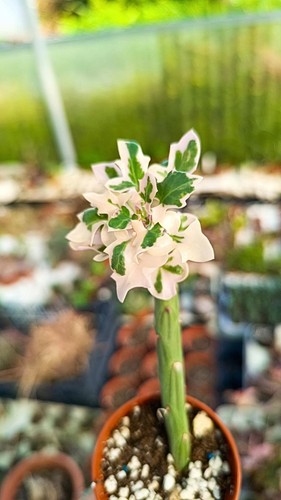 Senecio articulatus variegata - senecio,