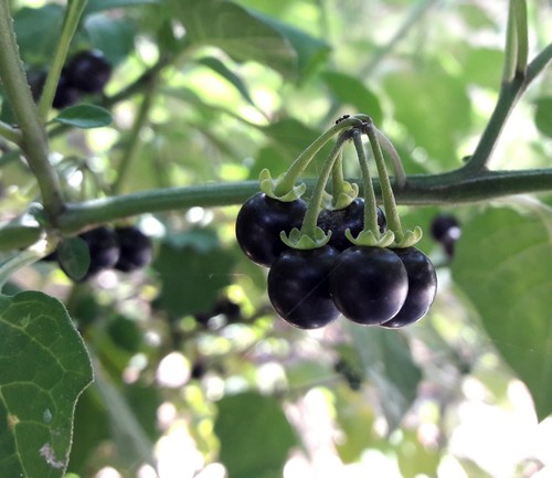200 semi solanum nigrum - solanum,