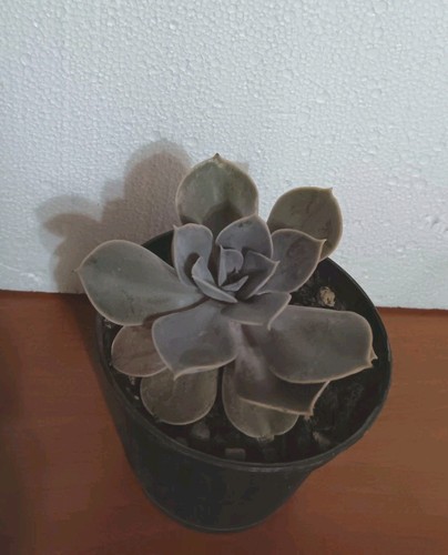 Echeveria perla norimberga - echeveria,