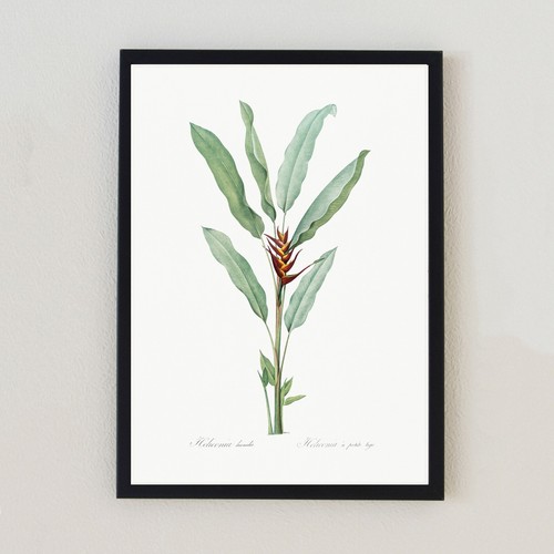 Illustrazione pianta botanica