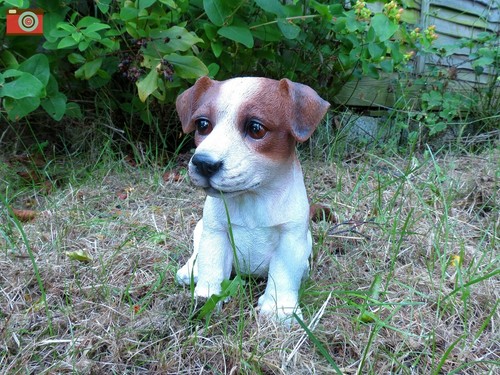 Jack russell puppy vivid - jack, puppy,