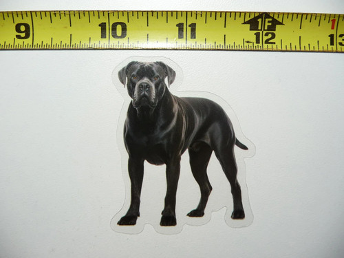 Cane corse mastino - cane,