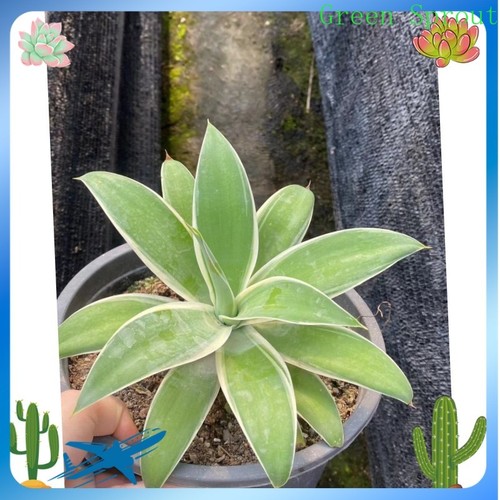 Raresucculent plant agave - plant,