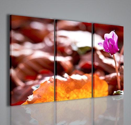 Quadri moderni cyclamen - quadri,