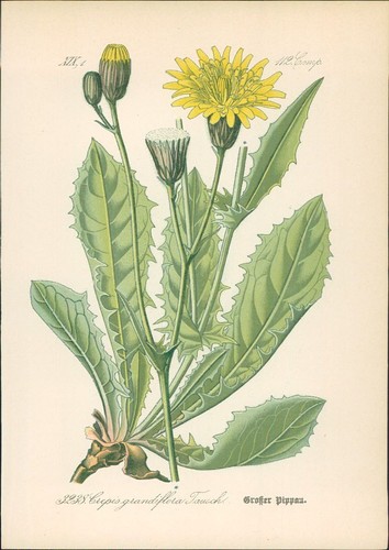 Chromolithographie großer - :,