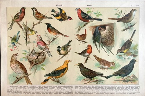 Uccelli cantori tavola in - cantori",