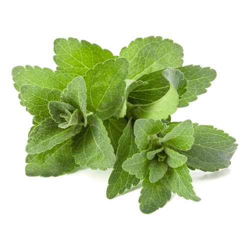 Stevia rebaudiana