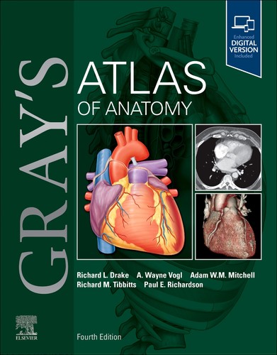Gray atlas anatomy - gray's,