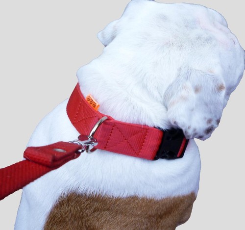 Collare per cani nylon - per, in