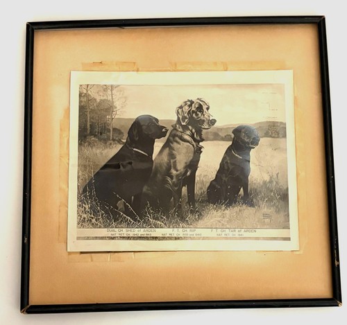 Foto lynn bogue - hunt, labrador