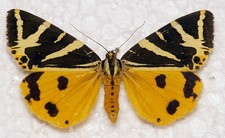 🦋 Jersey Tiger (Euplagia quadripunctaria) – Rare Yellow Form**