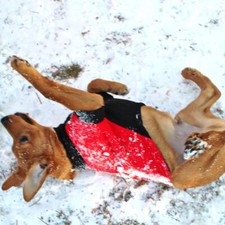 NUOVO cappotto per cani