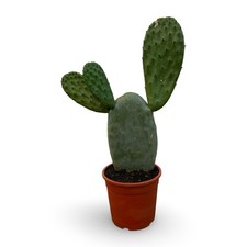 Pianta grassa opuntia - grassa, ficus