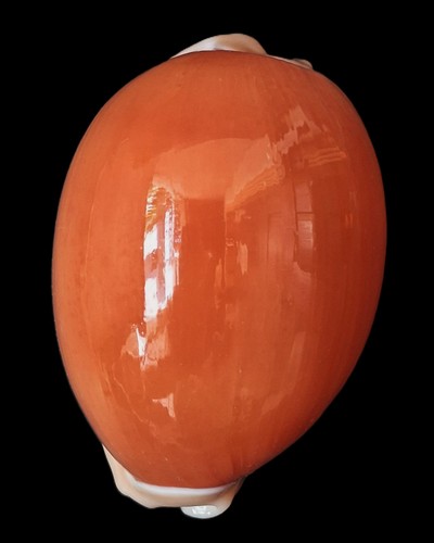 Cypraea aurantium mm - aurantium, 86,8