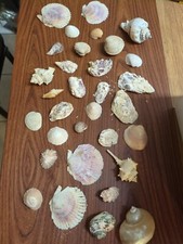 Lotto di 32 conchiglie da