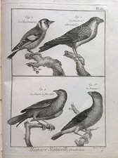 IL CARDELLINO IL PIZZICO   Benard 1790 HISTOIRE NATURELLE Ornitologia Uccelli