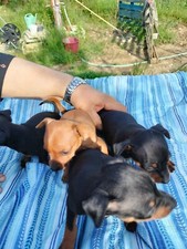 Pinscher Pura Razza