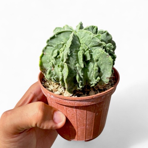 Astrophytum myriostigma - astrophytum,