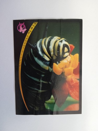 Figurina animal champions - animal,