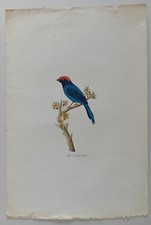 Antica Incisione Pipra