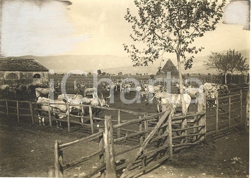 1930 circa paludi pontine - paludi,