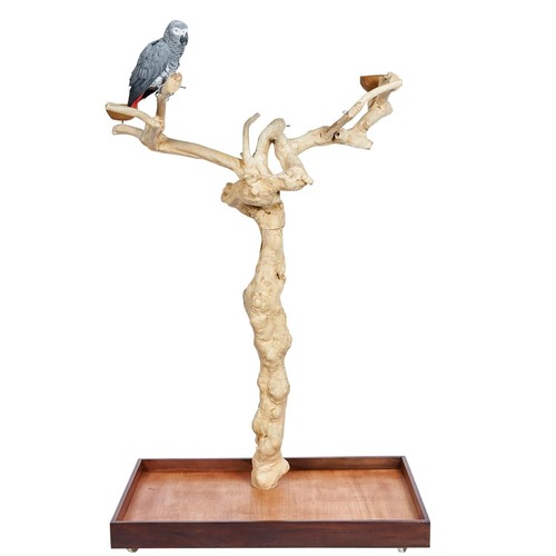 Albero giava legno - albero, ii