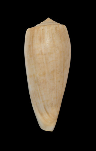 Conchiglia shell conus - conchiglia, cervus