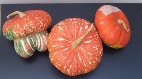 Semi zucca turbante turco - 10,