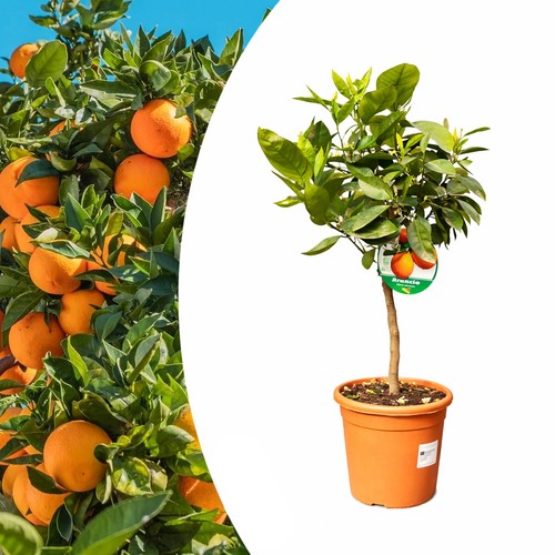 Arancio citrus sinensis pianta - citrus,