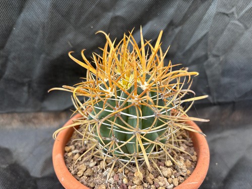 Ferocactus chrysacanthus - ferocactus,