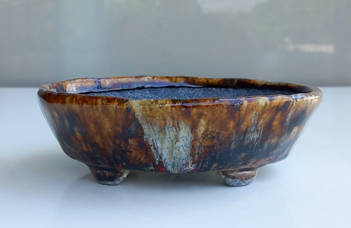 Vaso per bonsai tokoname - per, in