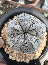 1pz Rara Pianta di Cactus
