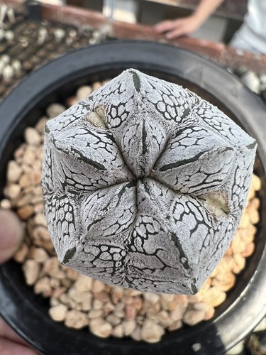 1pz rara pianta cactus - 1pz,