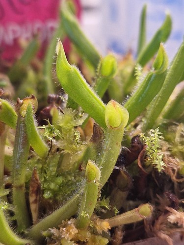Heliamphora heterodoxa minor - heliamphora, x