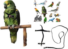 ART2 PETTORINA PAPPAGALLI