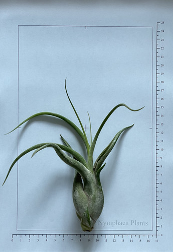 Tillandsia caput medusae - tillandsia, caput-medusae
