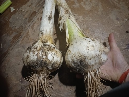 1kg bulbi aglione teste - aglione, intere