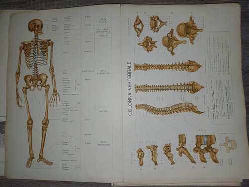 250 tavole anatomiche anatomia - tavole,