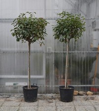 Fotinia photinia fraseri red - fotinia,
