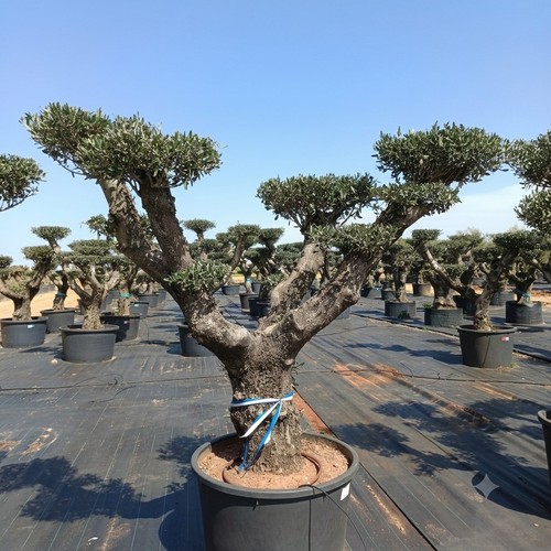 Ulivo olivo pon - pon, "olea