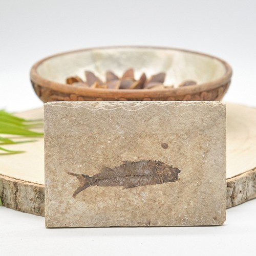 Geniuine prehistoric knightia - prehistoric,