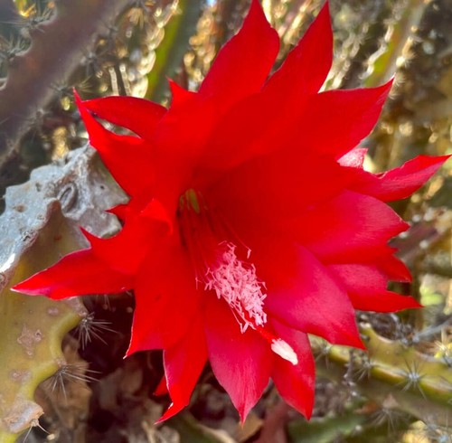 Disocactus elegantissimus - , 10