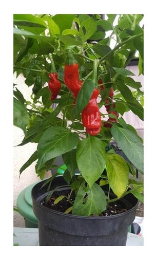 40x pene peperoncino peter - 40x,