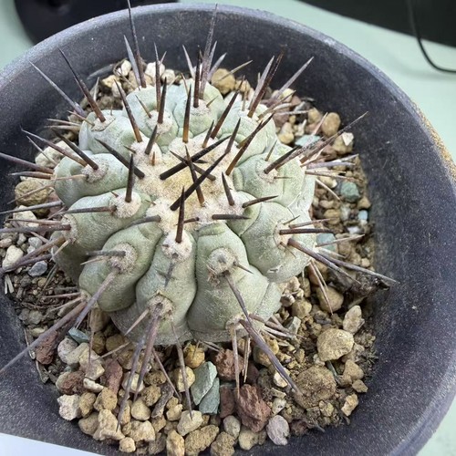 Vendita rara pianta cactus - rara,