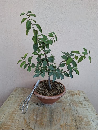 Bonsai prunus avium - bonsai, ciliegio