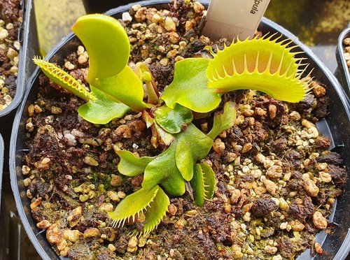 Dionaea muscipula golia - dionaea,