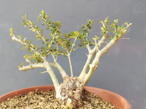 Bonsai olivastro robusta - bonsai,