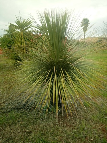 Dasylirion serratifolium alta - dasylirion,
