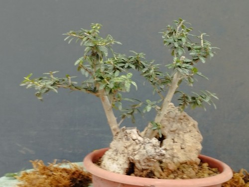 Bonsai olivastro 20x10cm - bonsai,